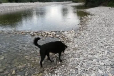 Noki im Wasser