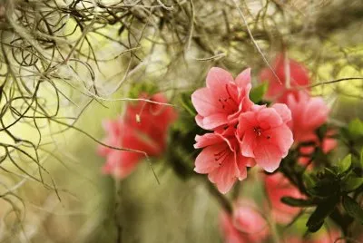 Blumen jigsaw puzzle