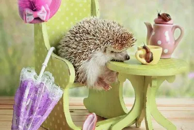Igel