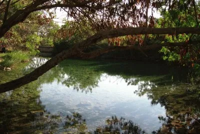 sheefa spring
