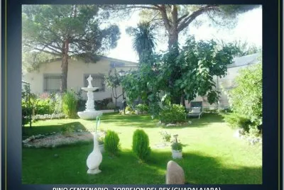 PINO CENTENARIO -TORREJON DEL REY (GUADALAJARA)