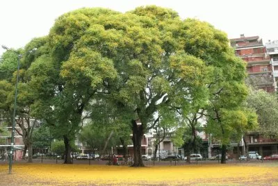 tipa  (tipuana tipu)