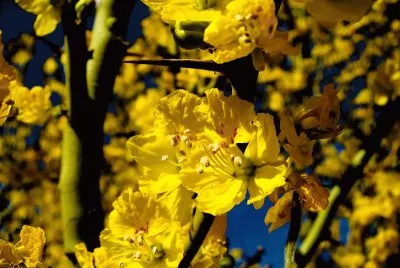 flores de brea jigsaw puzzle