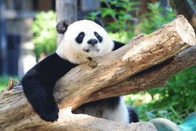 Imagenes del ZoolÃ³gico Nacional en Washington DC.