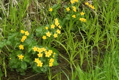Blumenwiese im SÃ¼dtirol