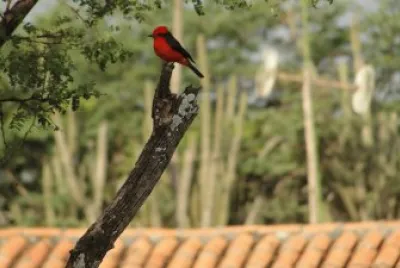 Cardenalito frente a mi casa