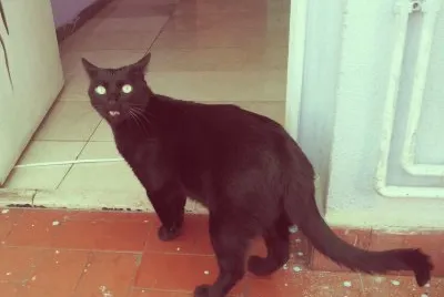 פאזל של Gato Preto
