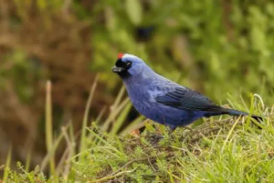 פאזל של Sanhaço Frade