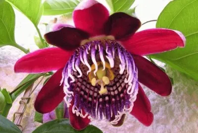 imagens jigsaw puzzle