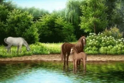 cavalos
