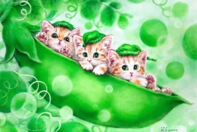 gatinhos