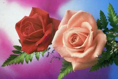 Flors Roses jigsaw puzzle