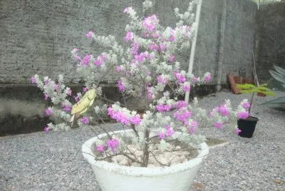 vaso de flor jigsaw puzzle