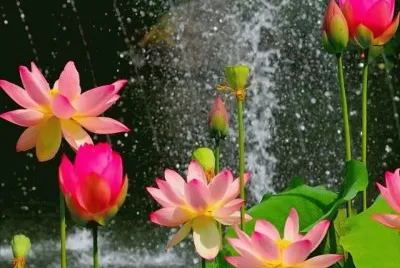 imagens jigsaw puzzle