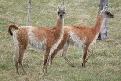 guanacos