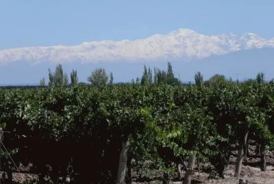 viÃ±edos mendocinos