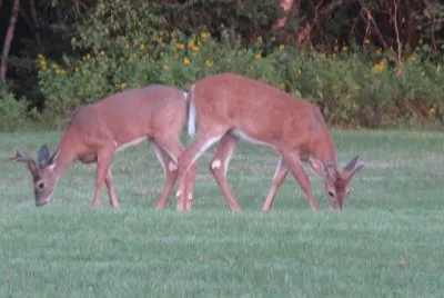 Is the grass greener over your way?