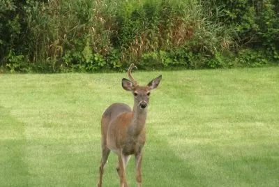 Not a unicorn, but a uni-buck!