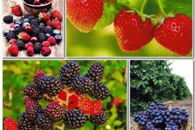 Obst