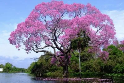 ipÃª