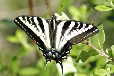 Papallona