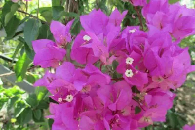 Buganvilhas jigsaw puzzle