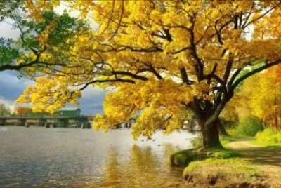 NATUREZA jigsaw puzzle