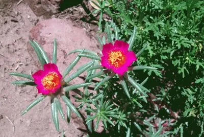 portulacas jigsaw puzzle
