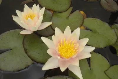 Ninféia jigsaw puzzle