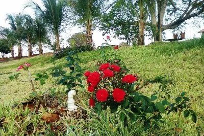 Rosas e Palmeiras jigsaw puzzle