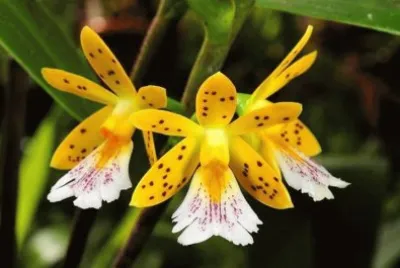 imagens jigsaw puzzle