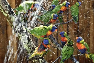 Hermosos Loritos Arcoiris Australianos