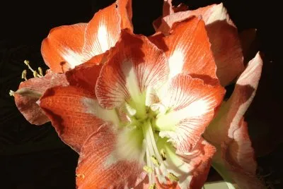 nouveau