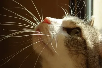 Mi gato
