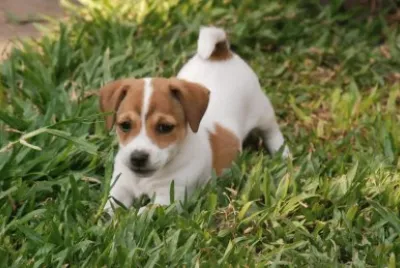 Jack Russell Terrier