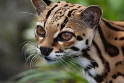 Bellos Felinos de Costa Rica â™¥