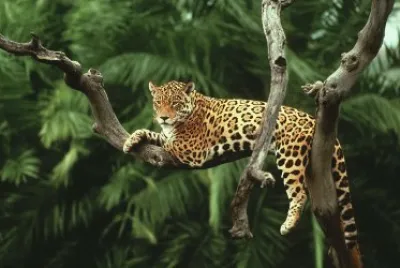 Bellos y Hermosos Jaguares â™¥