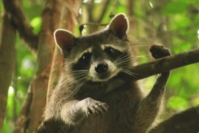 Mapaches Traviesos â™¥