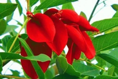 imagens jigsaw puzzle