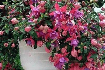 imagens jigsaw puzzle