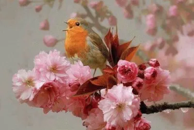 imagens jigsaw puzzle