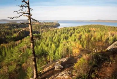 Bosque en Finlandia