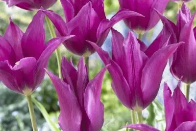 Elegant Purple Tulips