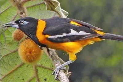 turpial paraguanero