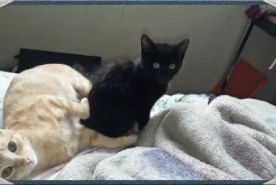 mi gato