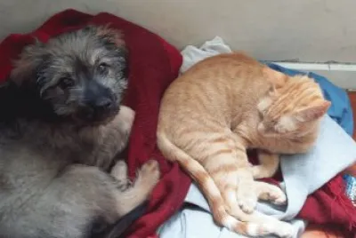 beba y rabito