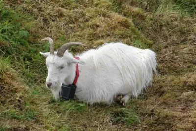 פאזל של Bode branco