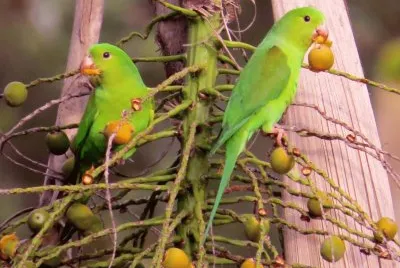 פאזל של Periquitos