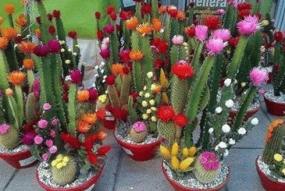 פאזל של flores