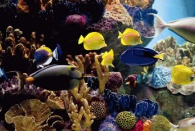Acuario de peces tropicales